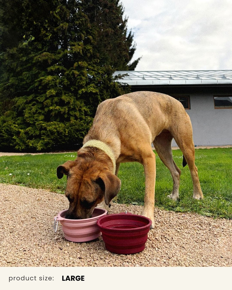 Premium Travel Dog Bowl Set Maroon Red & Pink