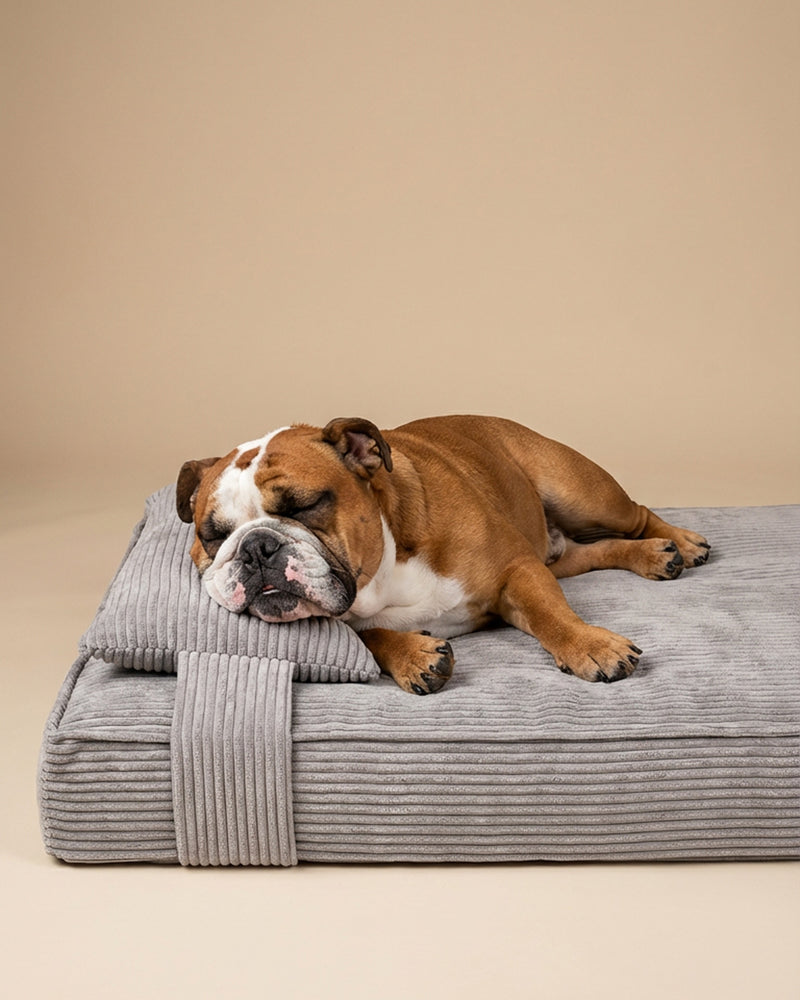Grey corduroy orthopedic dog bed with an English bulldog, Le Noof
