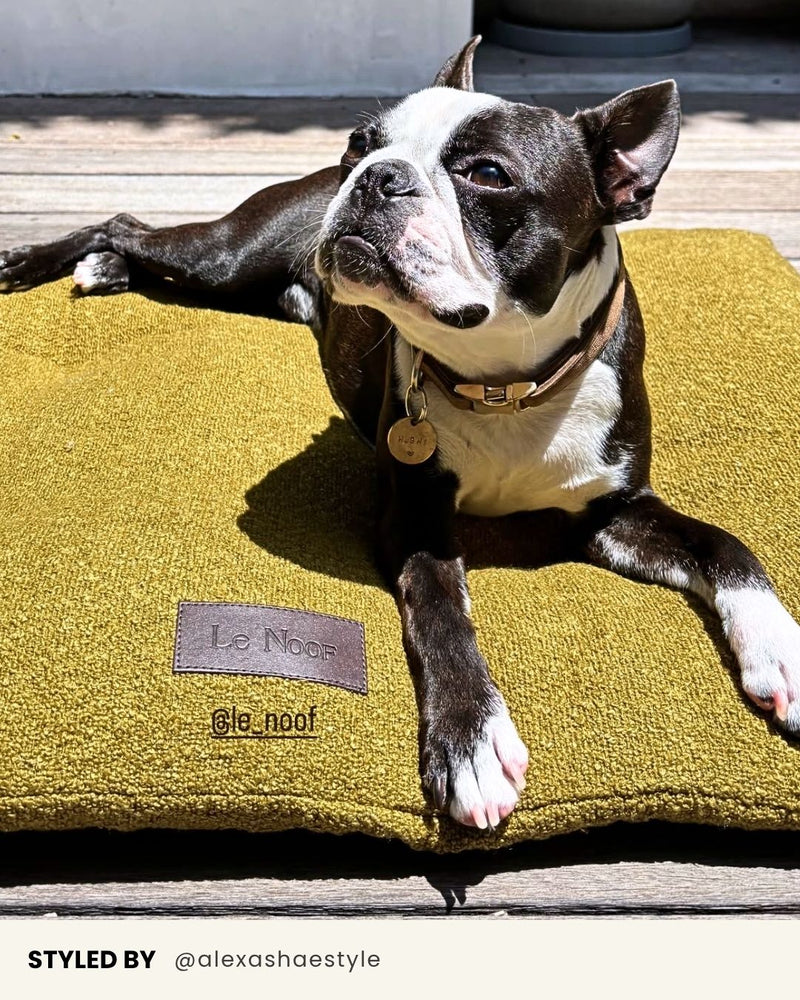 Chartreuse Green Boucle Floor Dog Pillow