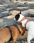 No-Pull Harness Set