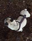 Jacquard Dog Collar Set