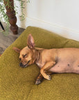 Chartreuse Green Boucle Floor Dog Pillow