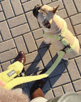 Teddy Dog Harness Set