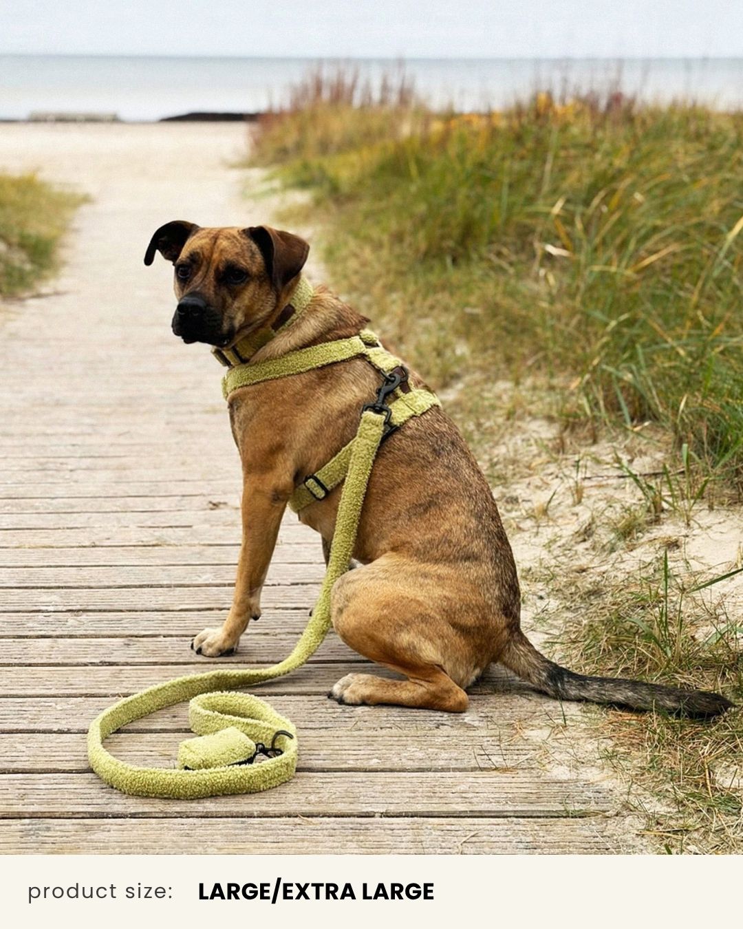 Teddy Dog Harness Set