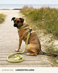 Teddy Dog Harness Set