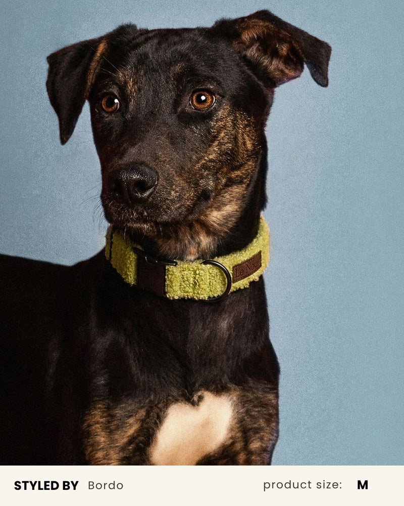 Light Green Teddy Dog Collar