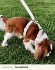 Cream White Teddy Step-In Dog Harness