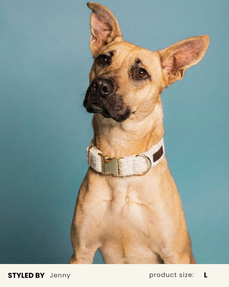 Cream White Teddy Dog Collar