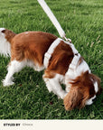 Cream White Teddy Dog Leash